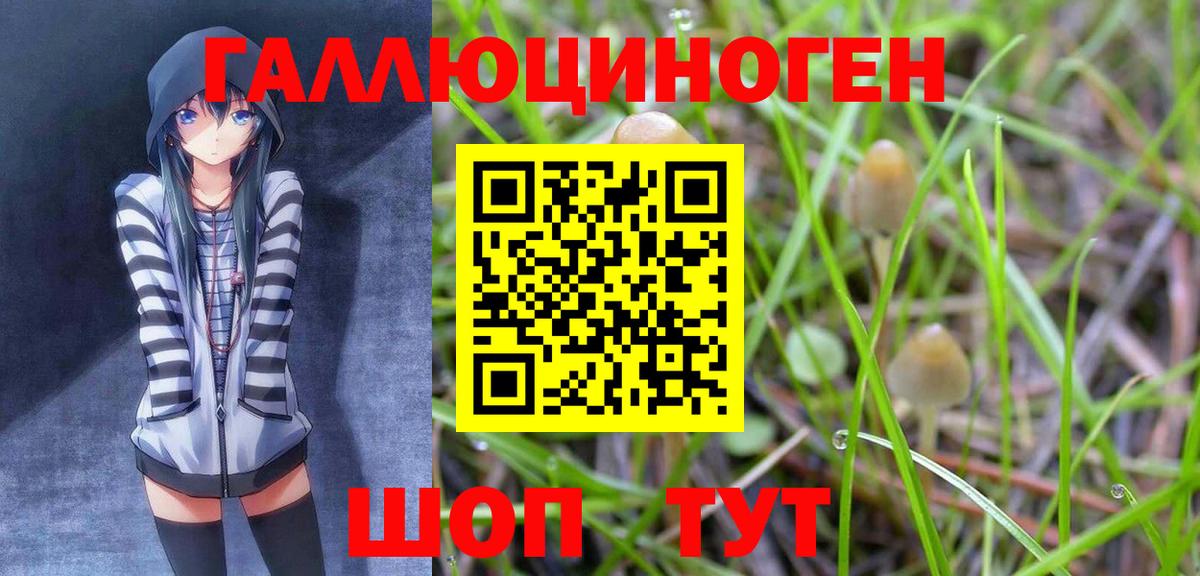 Галлюциногенные грибы Psilocybine cubensis Чернушка